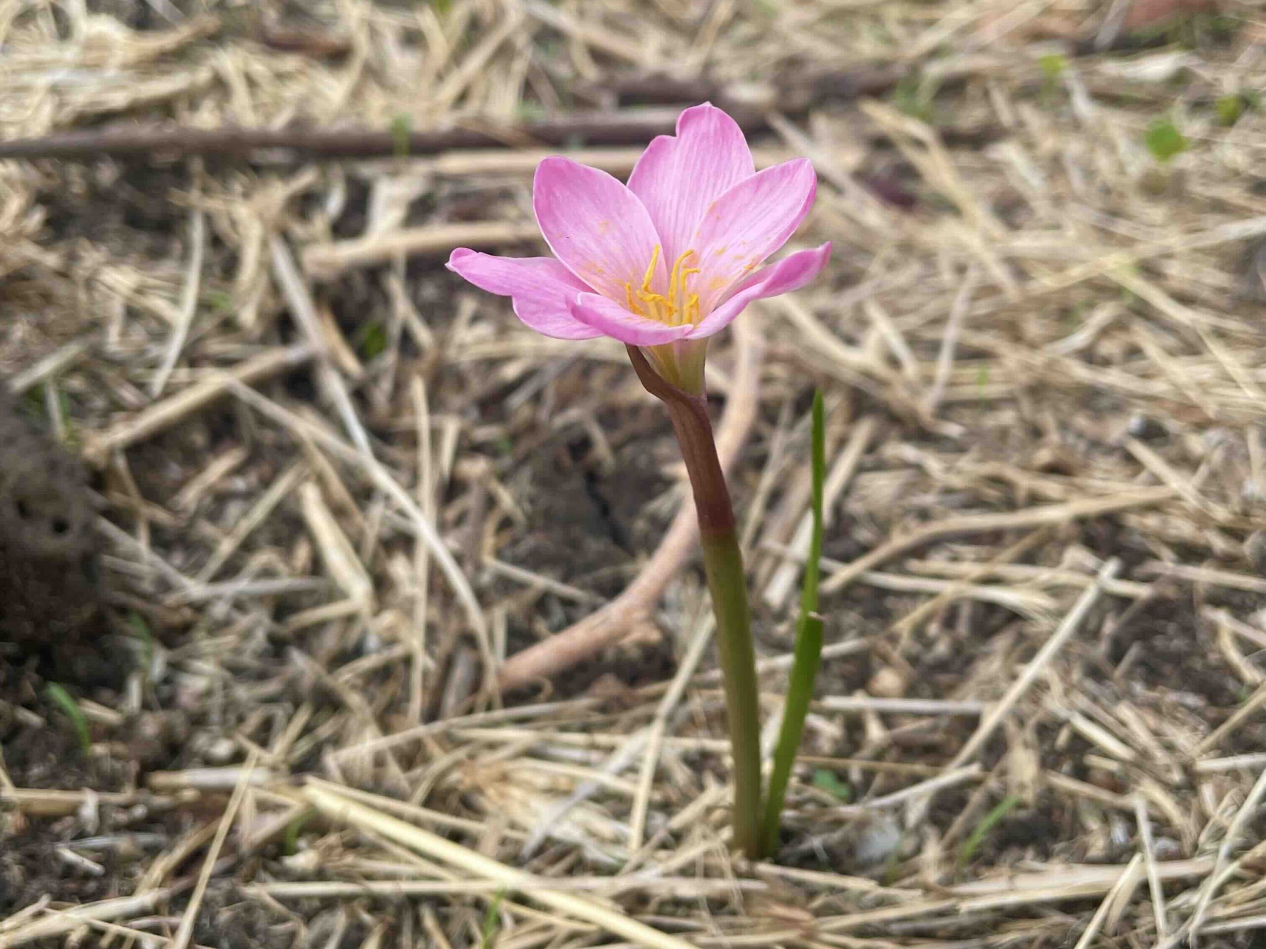 El regalo de las primeras lluvias