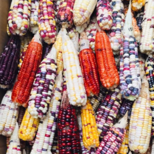 Maíz criollo 'Flama' nativo orgánico Donekó Maíz duro criollo nativo. 4 colores uniformes.